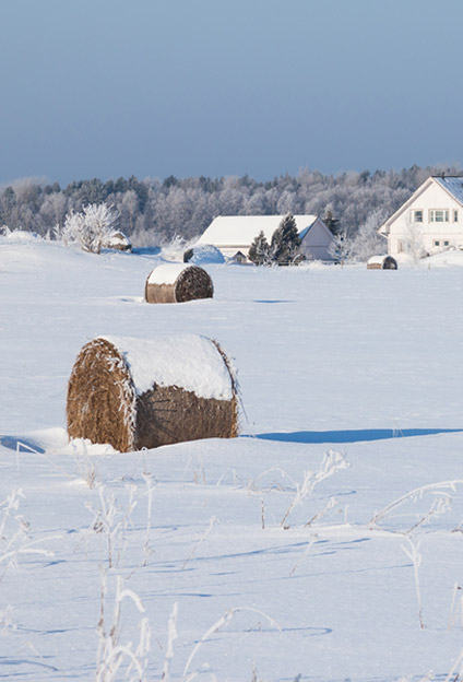 field of hay in snow