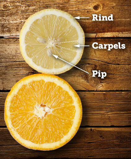 citrus parts
