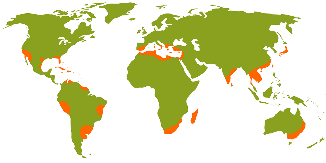 world citrus growing areas