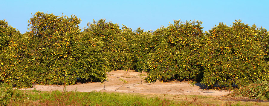 Florida orange grove