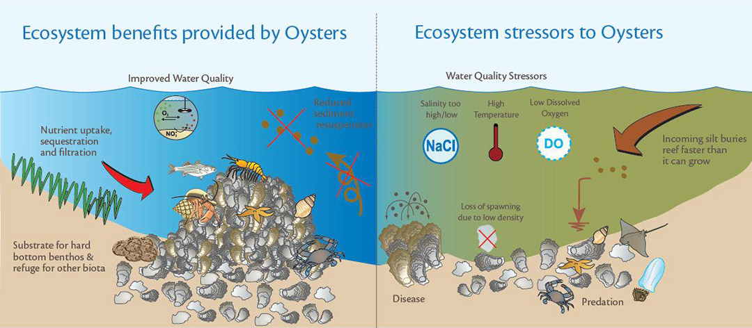 oyster ecosystem