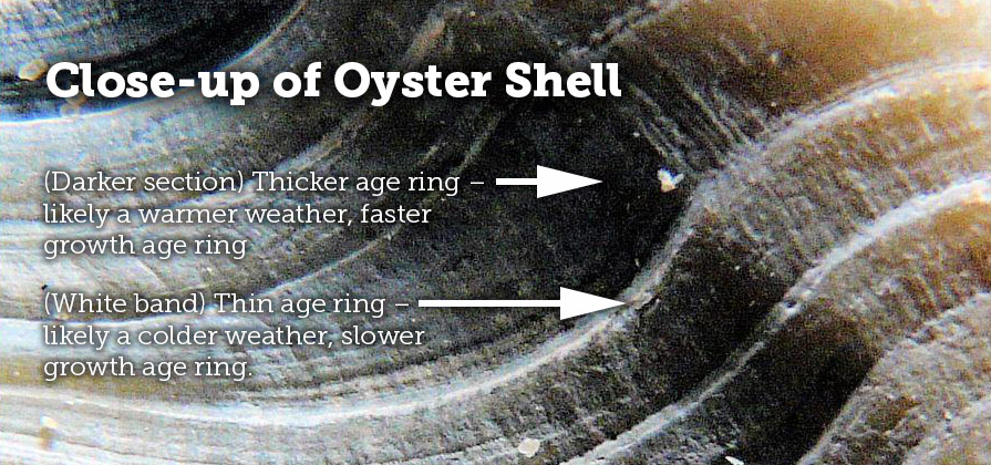 oyster dating