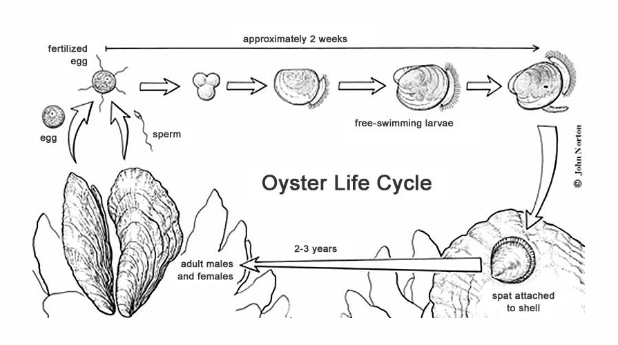 oyster life cycle