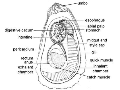 oyster parts