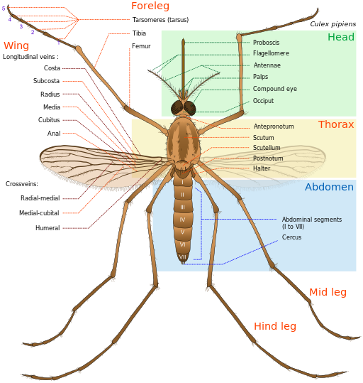 mosquito diagram