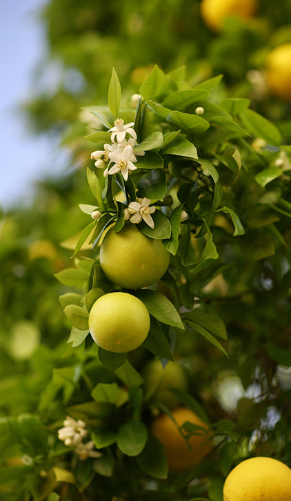 grapefruit blossoms