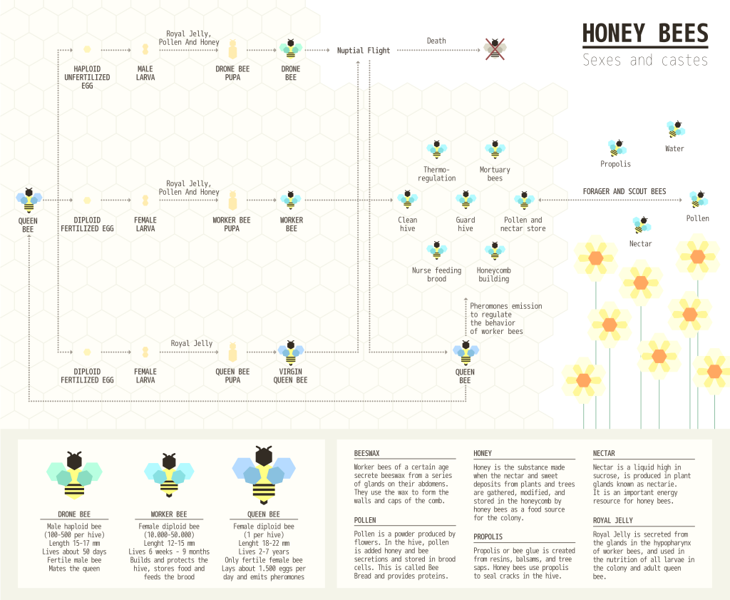 Bee Hierarchy