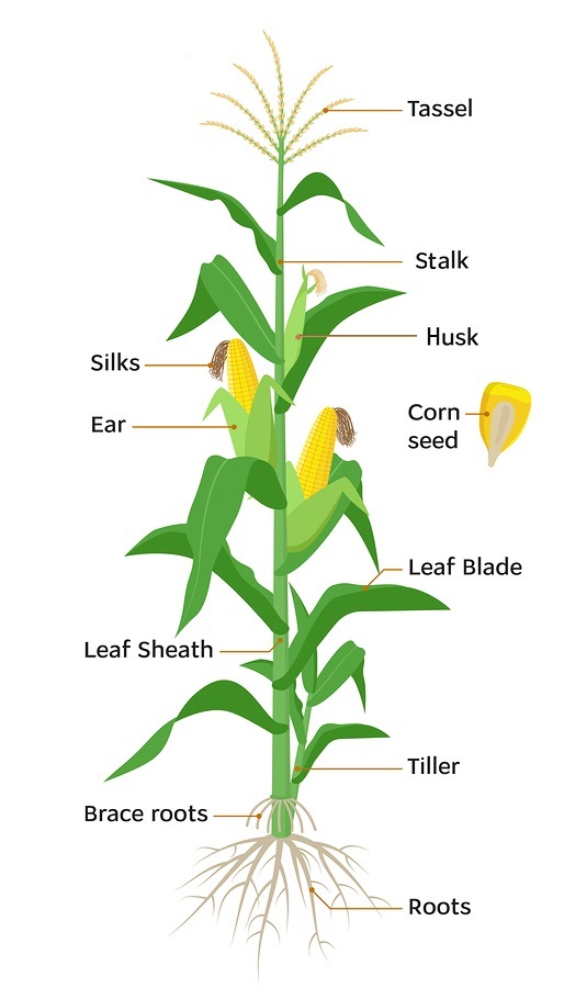 Diagram Of A Corn Kernel