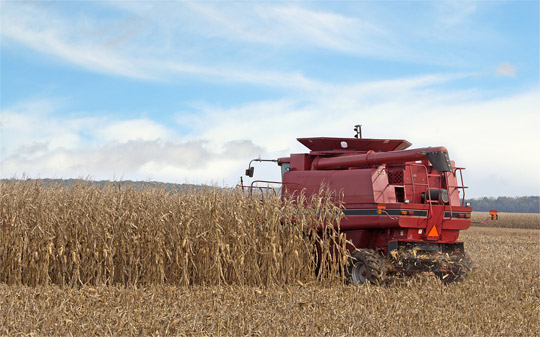 Harvesting Corn