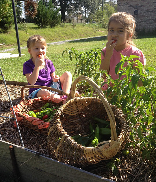 Sustainable Garden