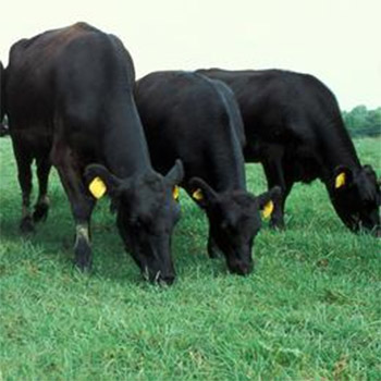 Cattle