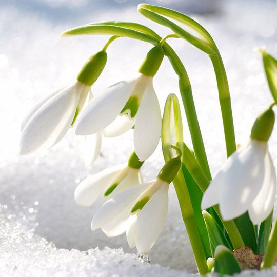 flowers and ice