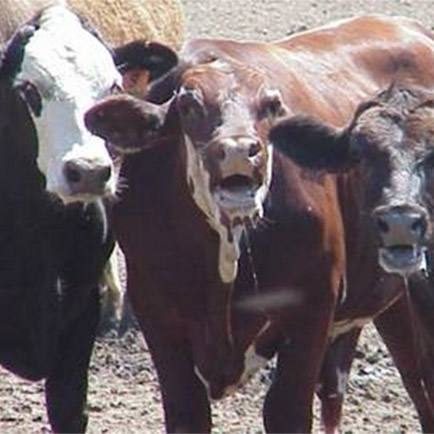 livestock heat stress