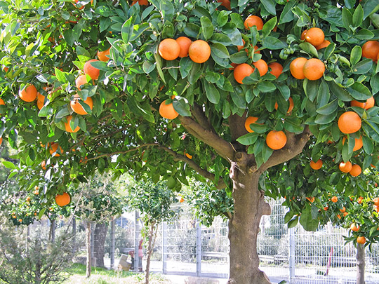 orange tree