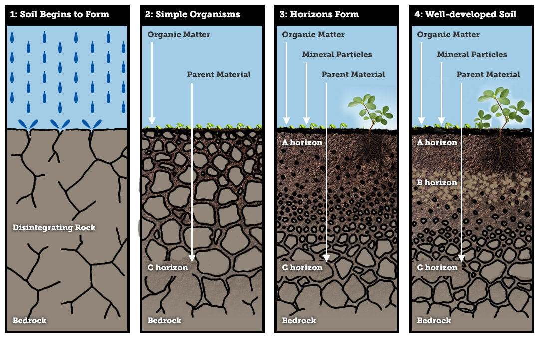 soil formation