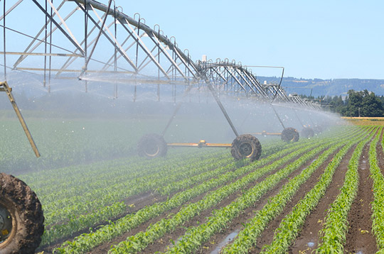 field irrigation