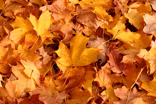 dead leaves on the ground